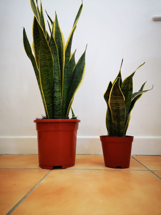 Sansevieria/ Snake Plant/ Mother in law tong plant in two sizes