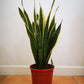 Sansevieria/ Snake Plant/ Mother in law tong plant in two sizes