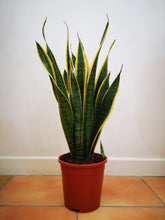 Load image into Gallery viewer, Sansevieria/ Snake Plant/ Mother in law tong plant in two sizes
