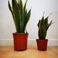 Sansevieria/ Snake Plant/ Mother in law tong plant in two sizes