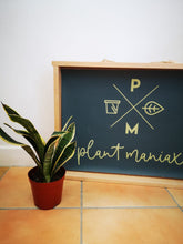 Load image into Gallery viewer, Sansevieria/ Snake Plant/ Mother in law tong plant in two sizes
