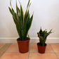 Sansevieria/ Snake Plant/ Mother in law tong plant in two sizes