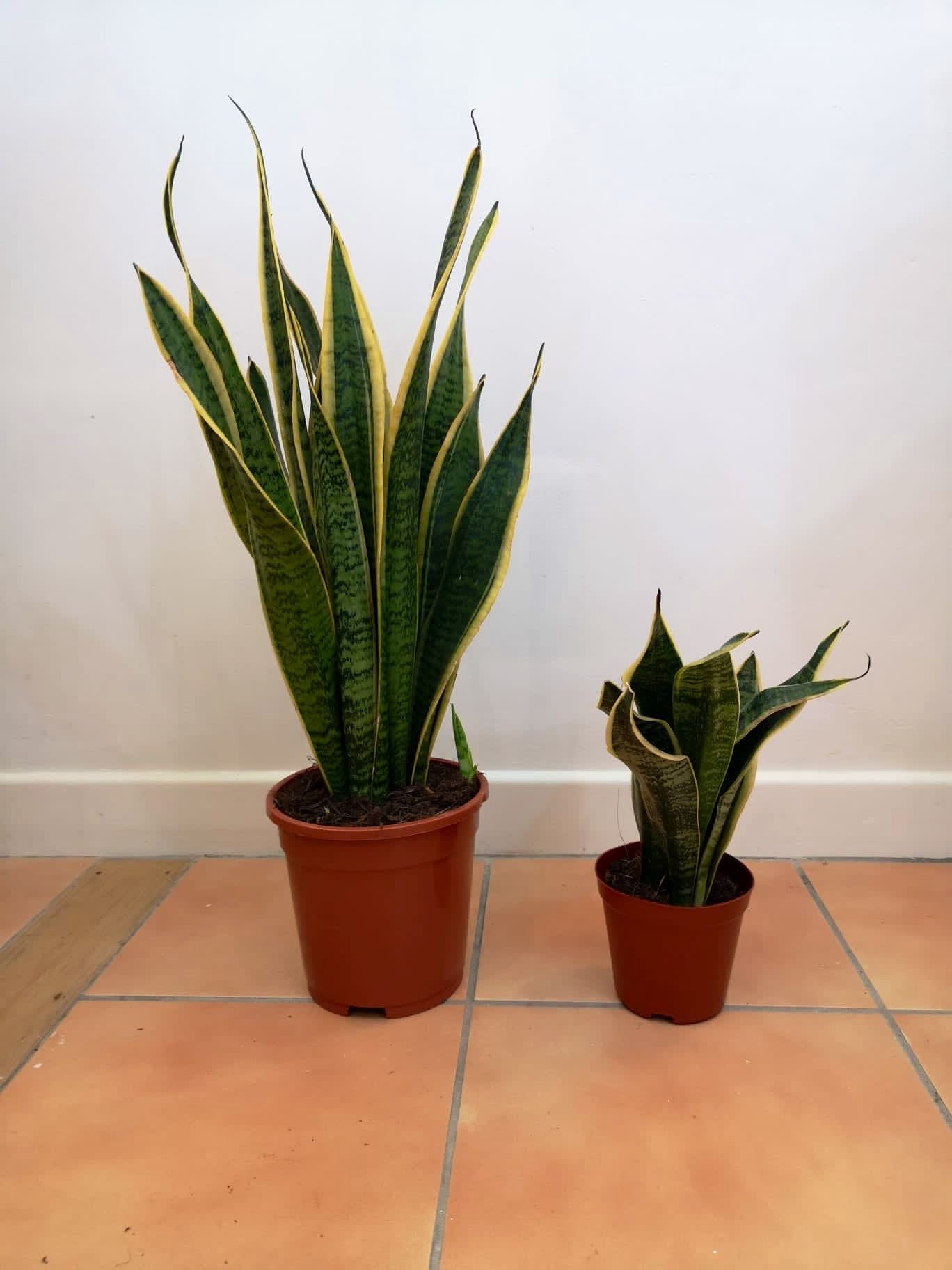 Sansevieria/ Snake Plant/ Mother in law tong plant in two sizes