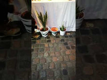 Load and play video in Gallery viewer, Sansevieria/ Snake Plant/ Mother in law tong plant in two sizes
