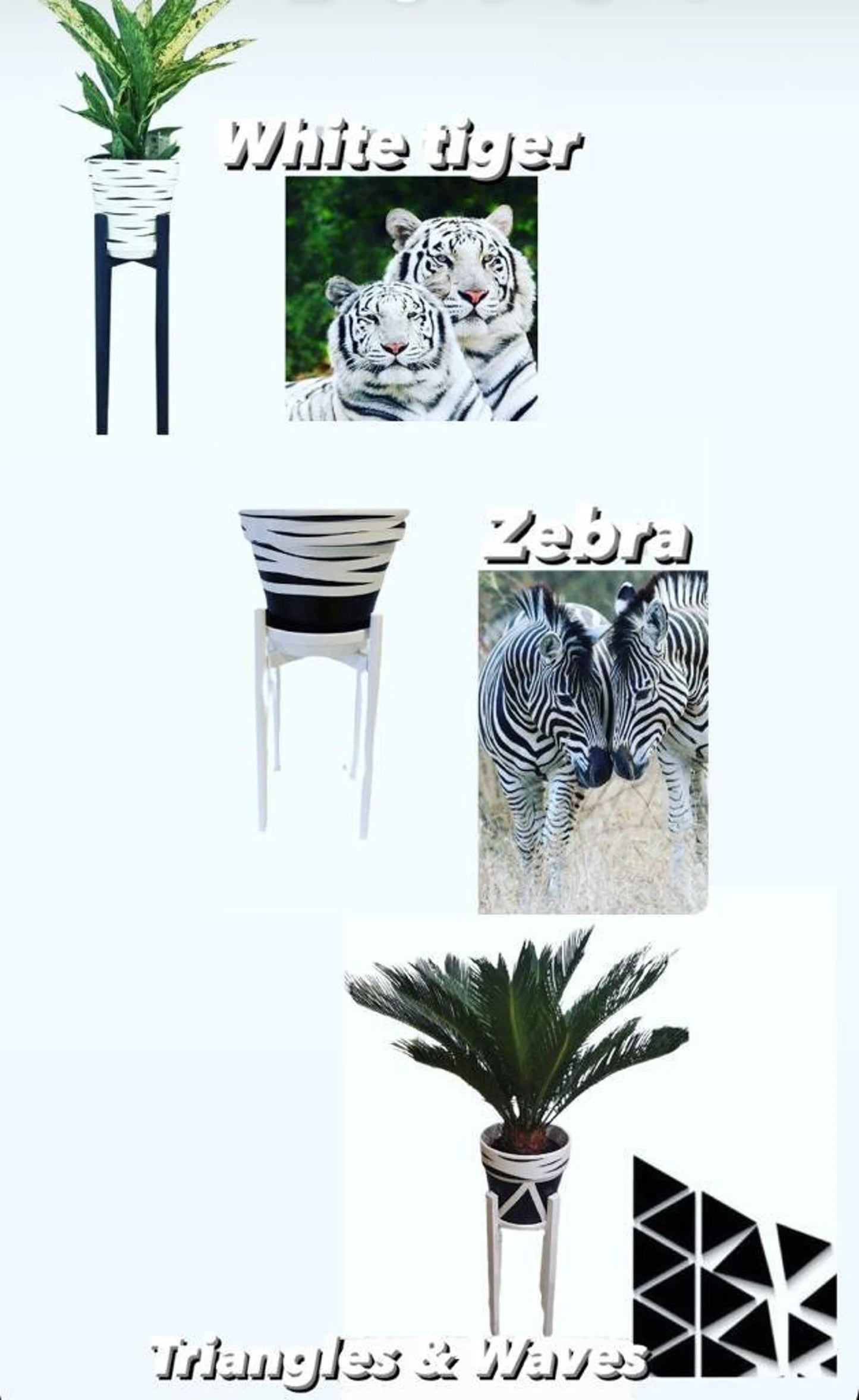 White Tiger Pots with saucer