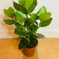 Clausia Rosea Princess Autograph tree in a 12cm pot