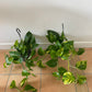 Scindapsus Aureus “Marble Queen” Devil’s Ivy Trailing houseplants