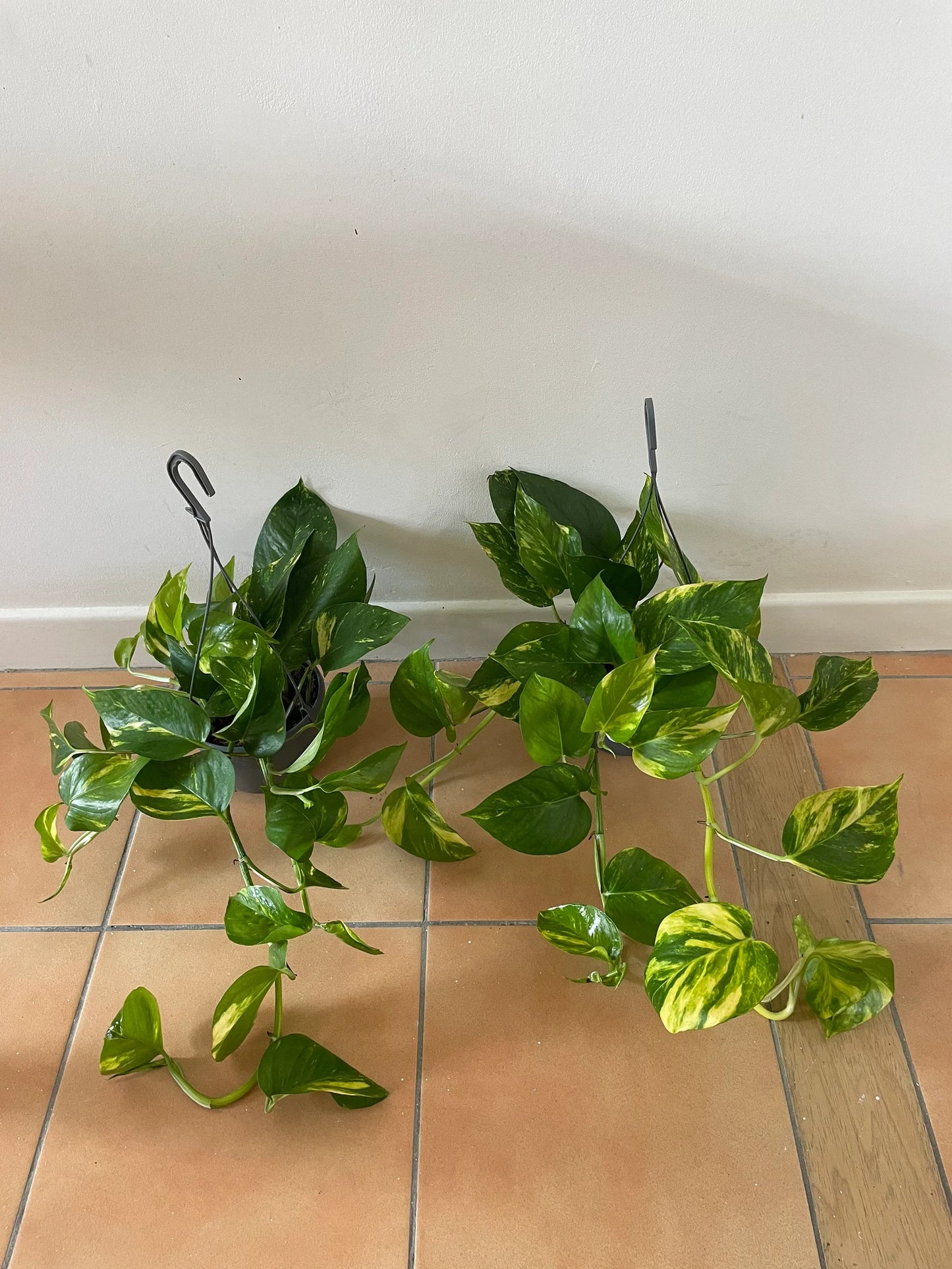 Scindapsus Aureus “Marble Queen” Devil’s Ivy Trailing houseplants