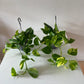 Scindapsus Aureus “Marble Queen” Devil’s Ivy Trailing houseplants