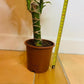 Dragon Tree ever green plant from PlantManiax