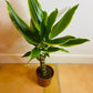 Dragon Tree ever green plant from PlantManiax