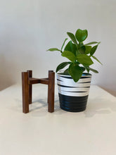 Load image into Gallery viewer, Clausia Rosea Princess Autograph tree in a 12cm pot
