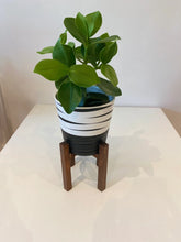 Load image into Gallery viewer, Clausia Rosea Princess Autograph tree in a 12cm pot
