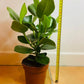 Clausia Rosea Princess Autograph tree in a 12cm pot