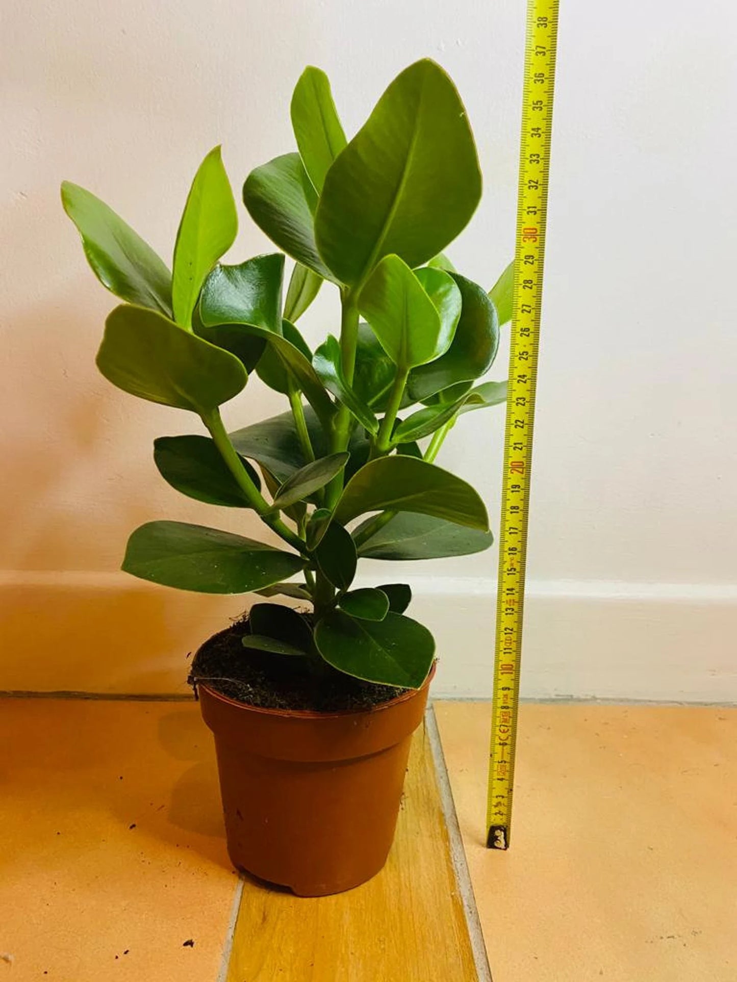 Clausia Rosea Princess Autograph tree in a 12cm pot