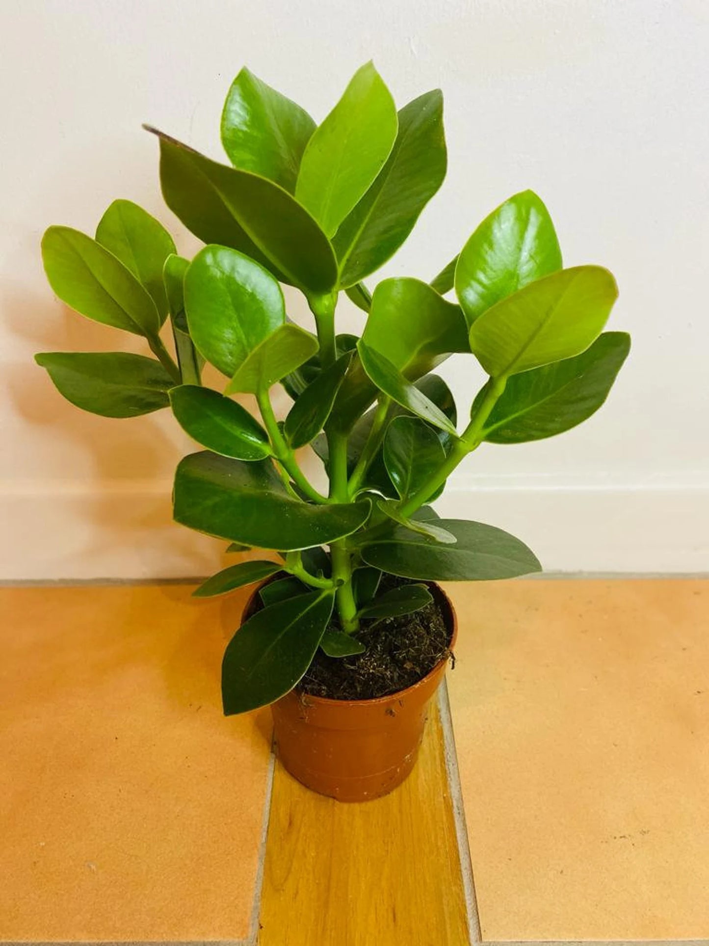 Clausia Rosea Princess Autograph tree in a 12cm pot