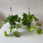 Scindapsus Aureus “Marble Queen” Devil’s Ivy Trailing houseplants