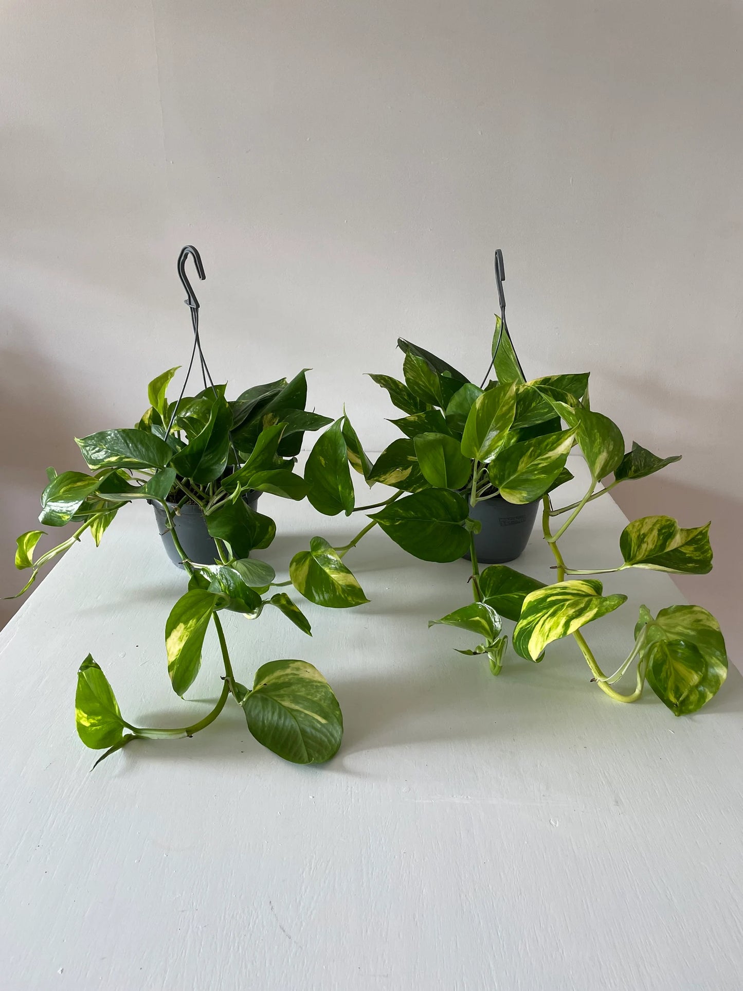 Scindapsus Aureus “Marble Queen” Devil’s Ivy Trailing houseplants