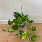 Scindapsus Aureus “Marble Queen” Devil’s Ivy Trailing houseplants