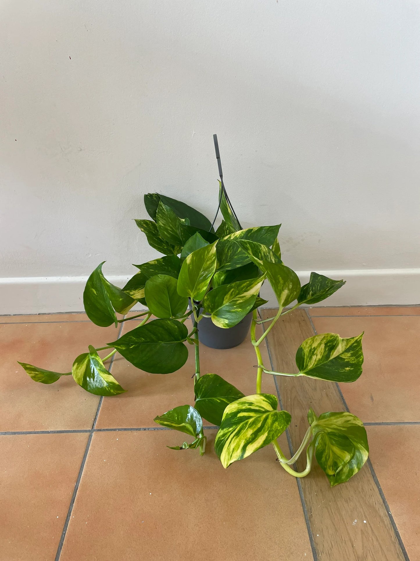 Scindapsus Aureus “Marble Queen” Devil’s Ivy Trailing houseplants