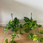 Scindapsus Aureus “Marble Queen” Devil’s Ivy Trailing houseplants