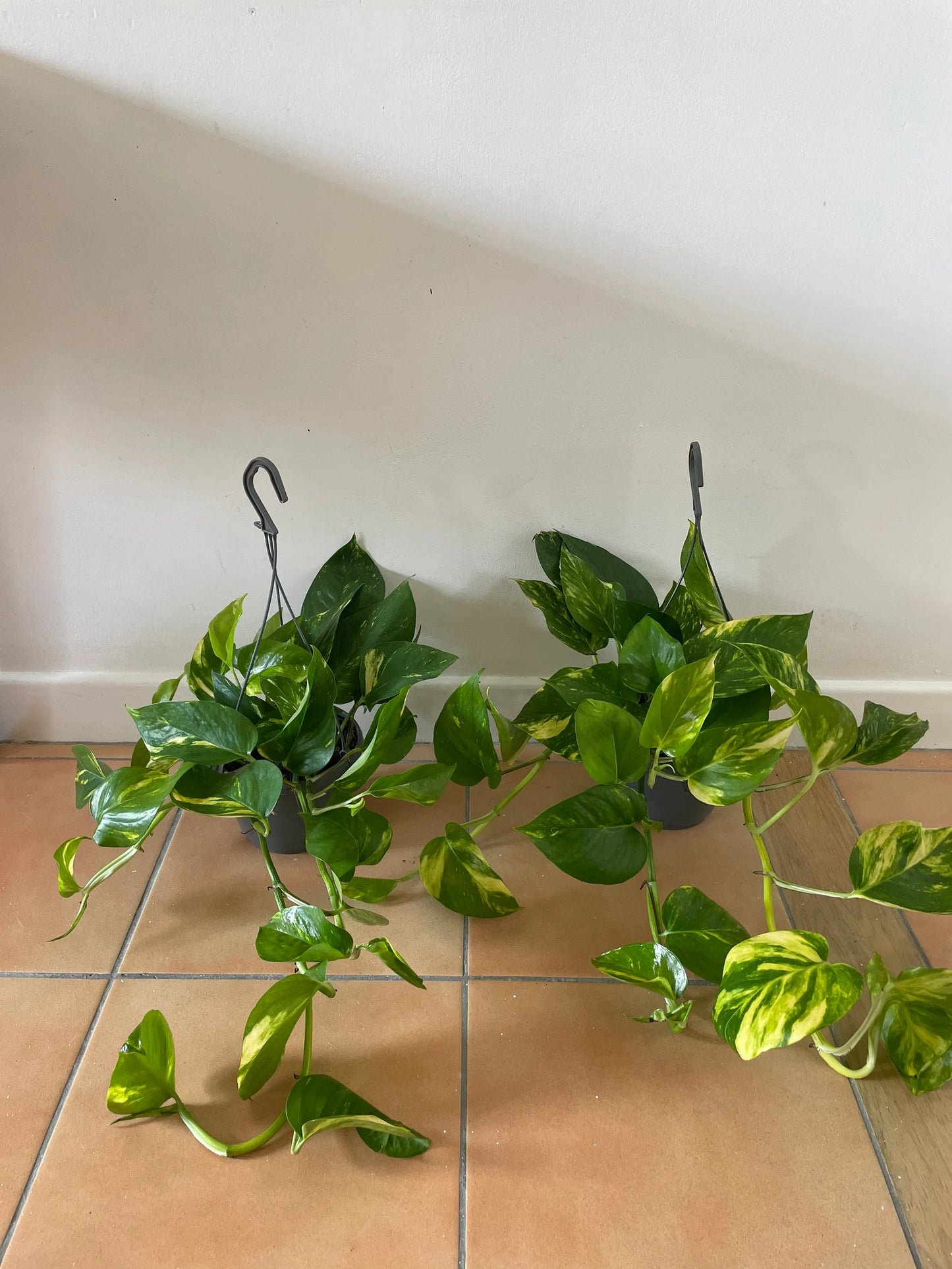 Scindapsus Aureus “Marble Queen” Devil’s Ivy Trailing houseplants