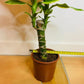 Dragon Tree ever green plant from PlantManiax