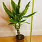 Dragon Tree ever green plant from PlantManiax