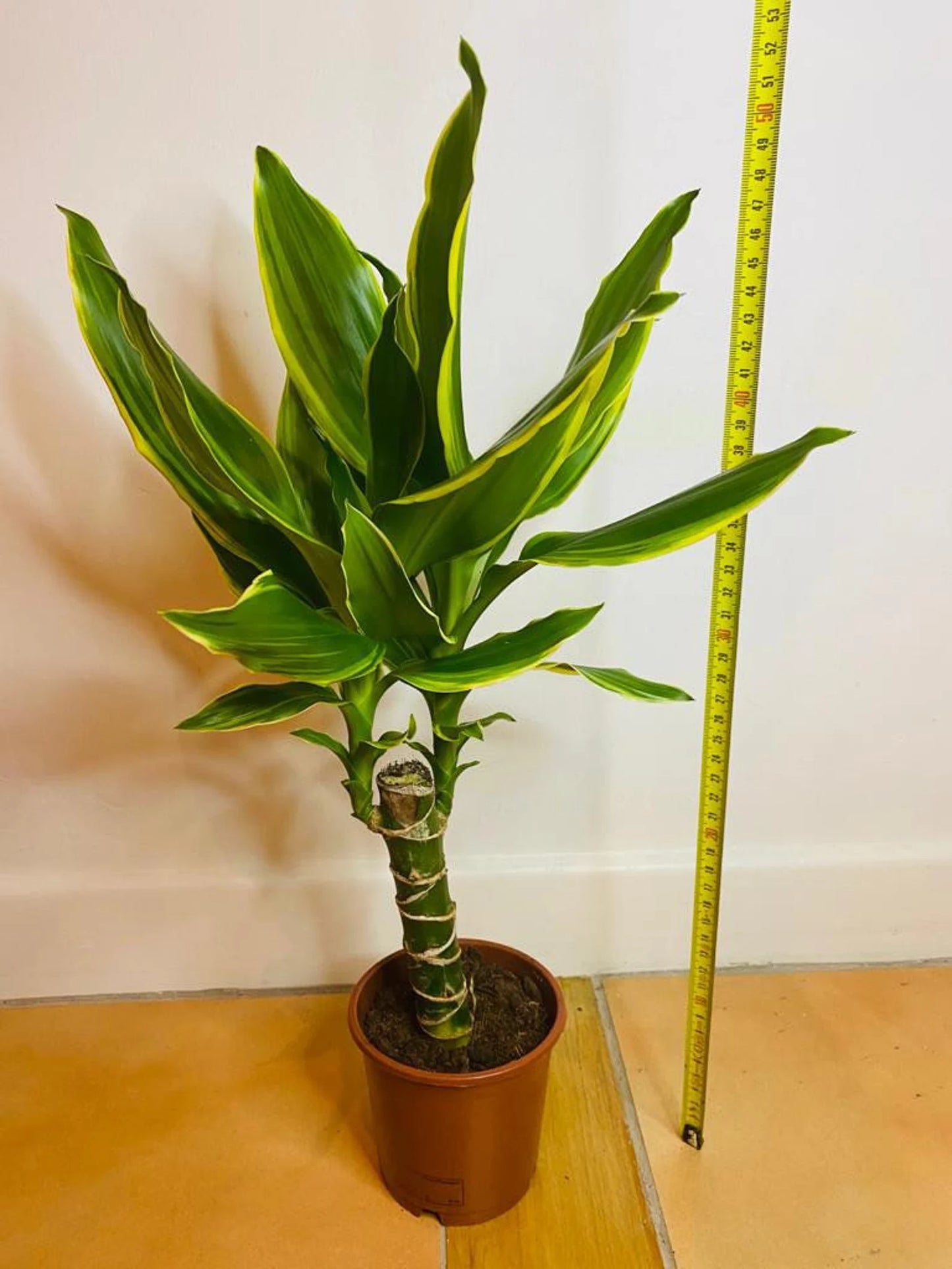 Dragon Tree ever green plant from PlantManiax