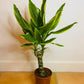 Dragon Tree ever green plant from PlantManiax