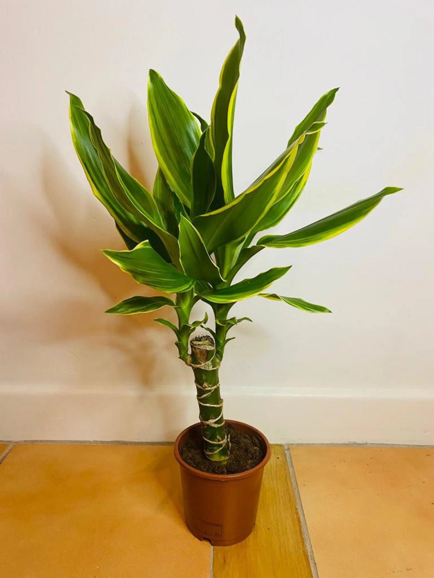 Dragon Tree ever green plant from PlantManiax