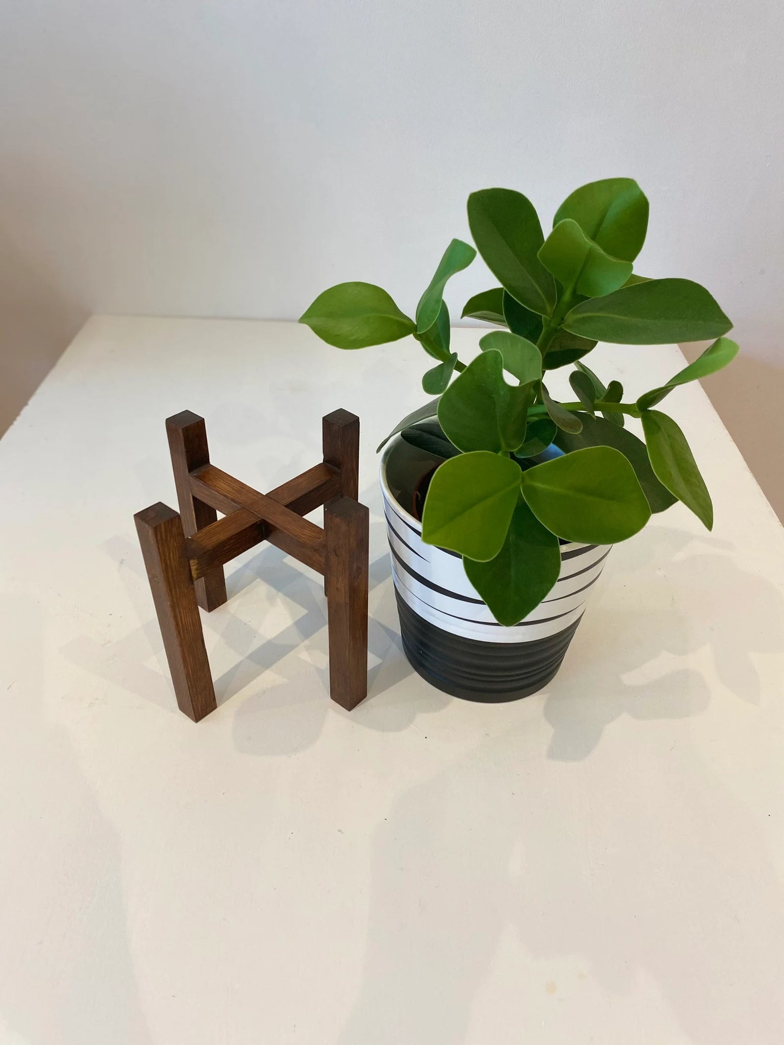 autograph plant indoor Clausia Rosea Princess Autograph tree in a 12cm pot – Plant_maniax
