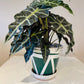 Triangles & Waves hand painted Pot