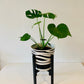 Plant Pot Stand Hand Made in Real Wood in our classic leg Ebony Black.