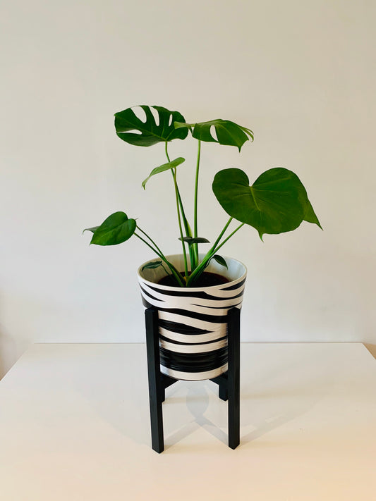 Plant Pot Stand Hand Made in Real Wood in our classic leg Ebony Black.