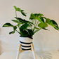 Diagonal Shape Plant Pot Stand 30 cm High in our 33mm Quadrone leg