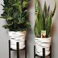 White Tiger Pots