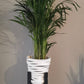 White Tiger Pots
