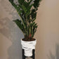 White Tiger Pots
