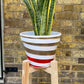 Sansevieria/ Snake Plant/ Mother in law tong plant in two sizes