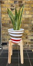Load image into Gallery viewer, Sansevieria/ Snake Plant/ Mother in law tong plant in two sizes
