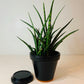 Etruscan black hand painted Plant Pots set of two