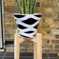 Sansevieria/ Snake Plant/ Mother in law tong plant in two sizes